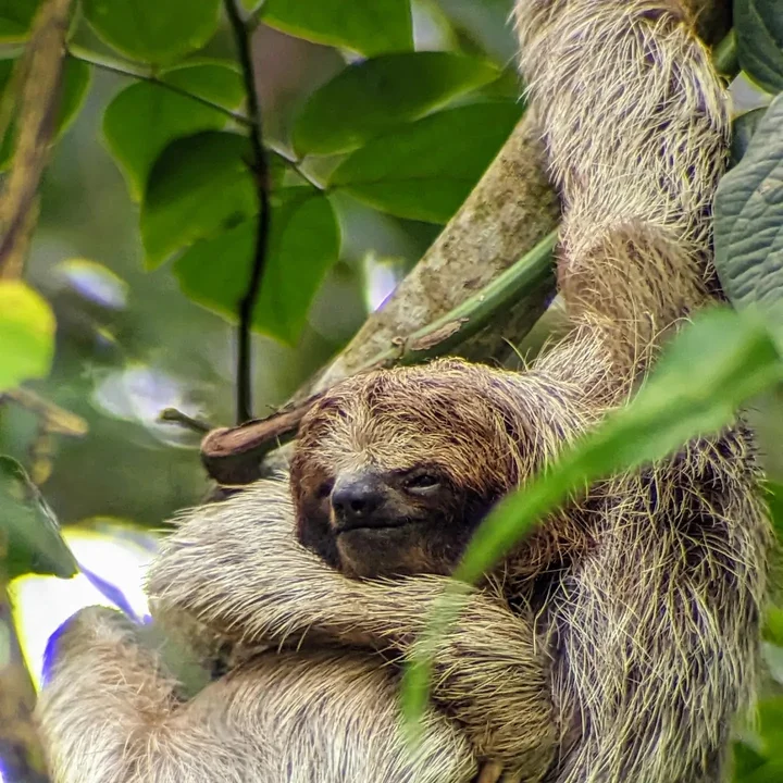 Bogarin Trail in La Fortuna | What to Know Before You Go