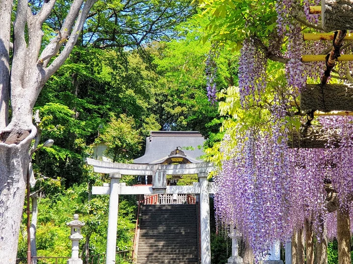 Haijima no Fuji (800 year old wisteria) - Ask AI | mindtrip