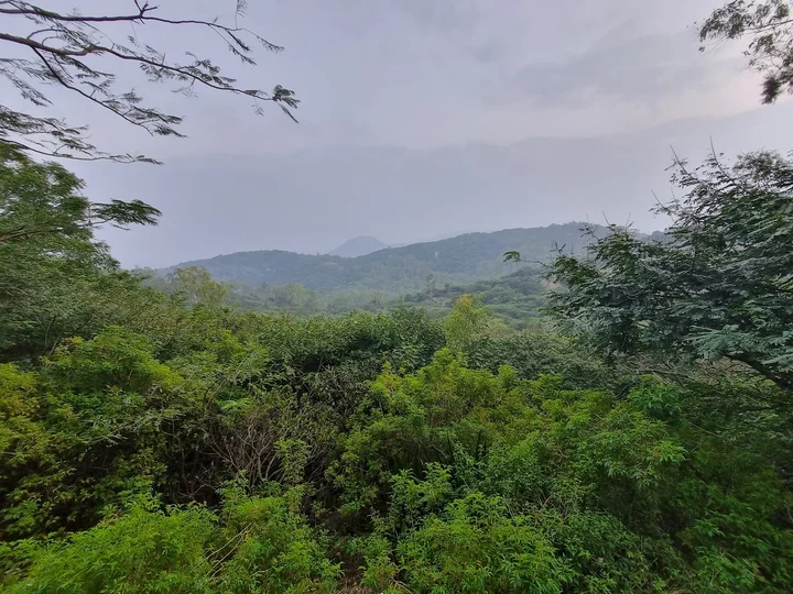 Kalyani ( 169 year old Big Eucalyptus Tree ) | Ask Anything