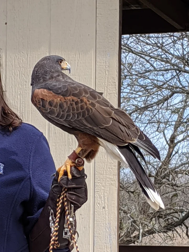 Blackland Prairie Raptor Center in Allen - Ask AI | mindtrip