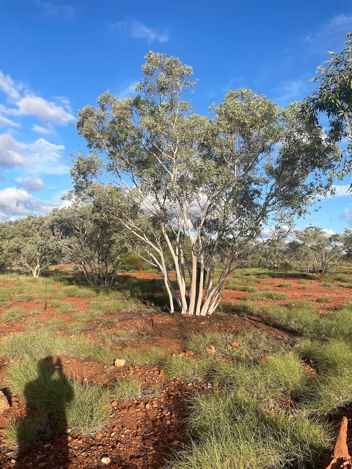 Julie Kate's Tree of New Growth - Ask AI | mindtrip