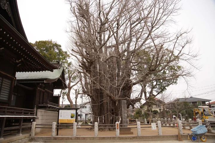 Sacred Gingko Tree in Ichikawa | Ask Anything