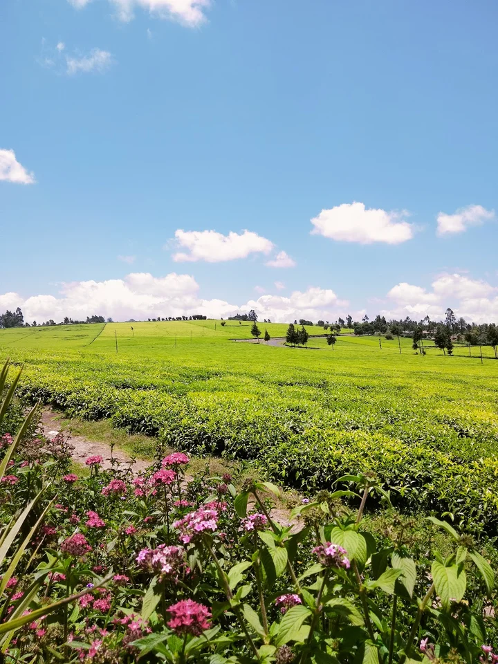 Camellia Gardens Limuru in Riara Ridge - Ask AI | mindtrip