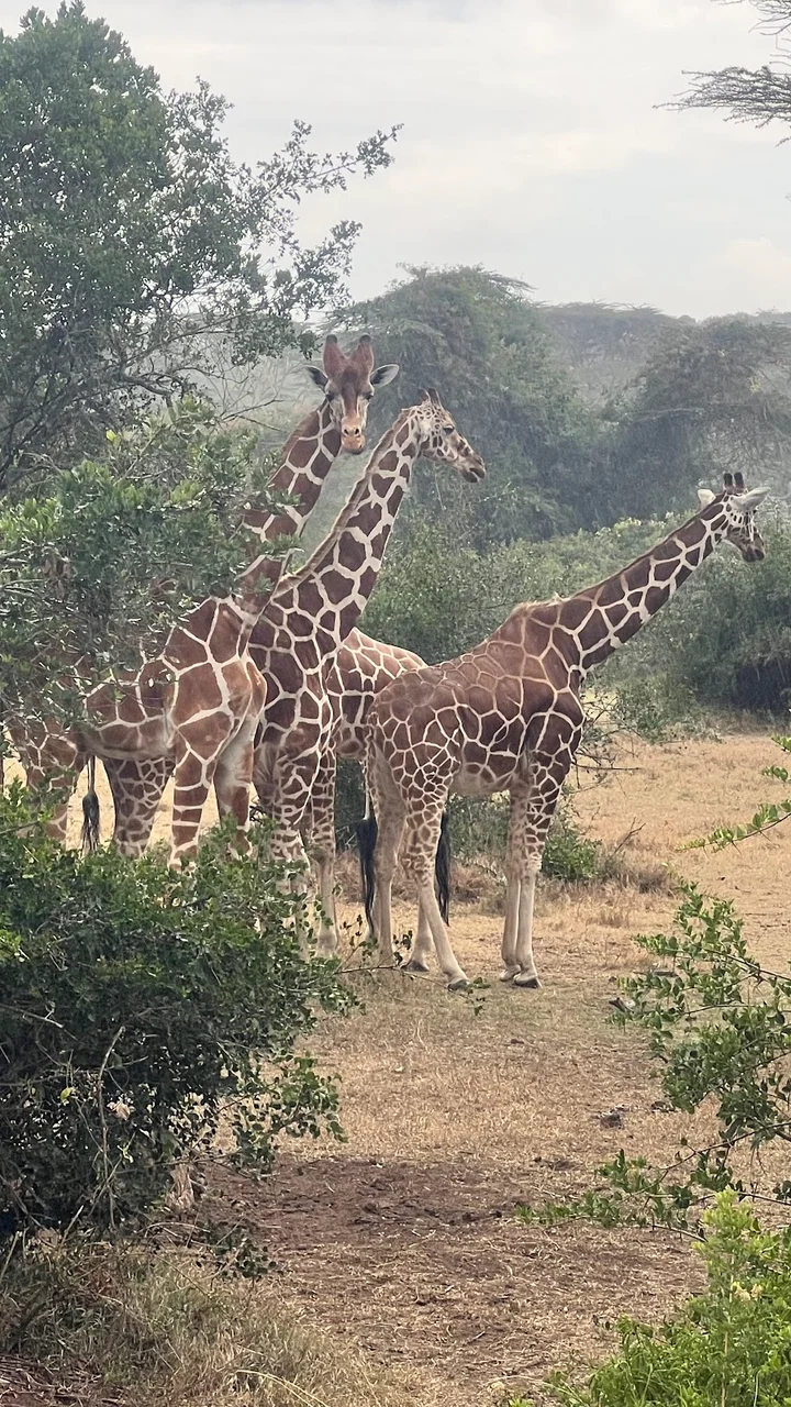 Solio Ranch in Muiga, Laikipia County - Ask AI | mindtrip