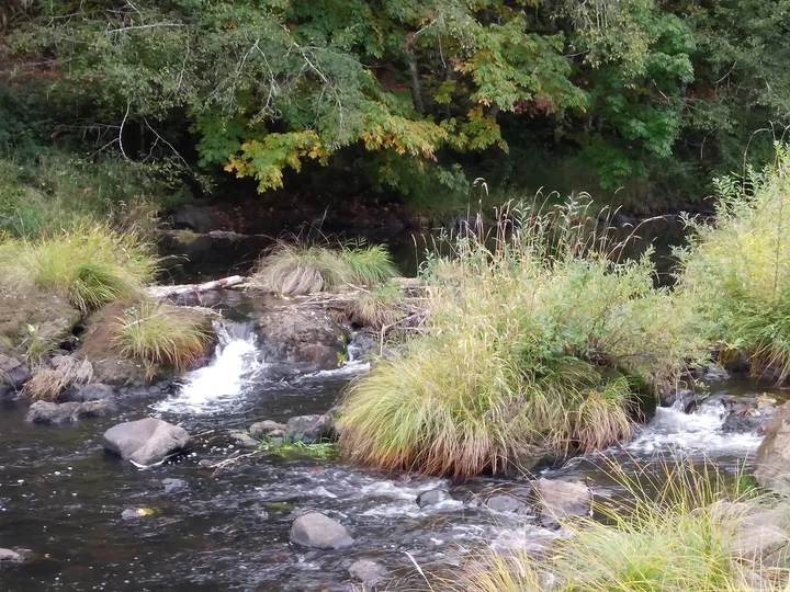 Nehalem River in Oregon - Ask AI | mindtrip