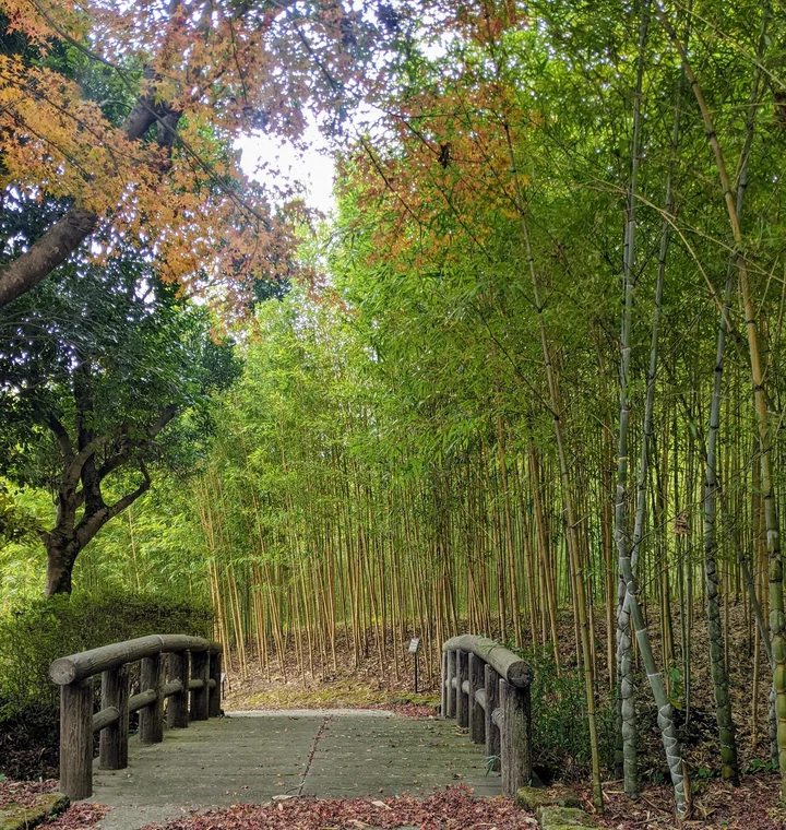 Ouma Chikurin (Bamboo forest) Park