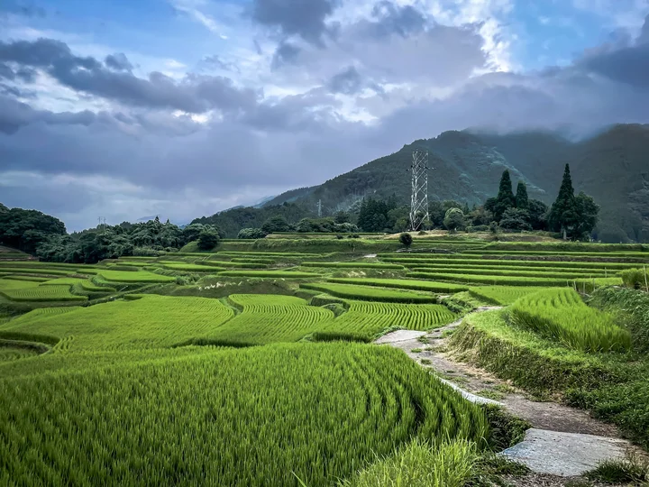 Natsumi Rice Terraces | What to Know Before You Go