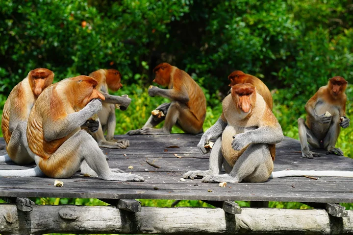 Labuk Bay Proboscis Monkey Sanctuary