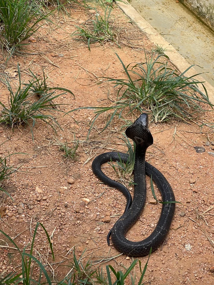 Snake Show Center Na Mueang Waterfall