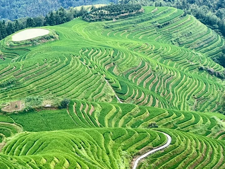 Tegallalang Rice Terrace in Bresela - Ask AI | mindtrip