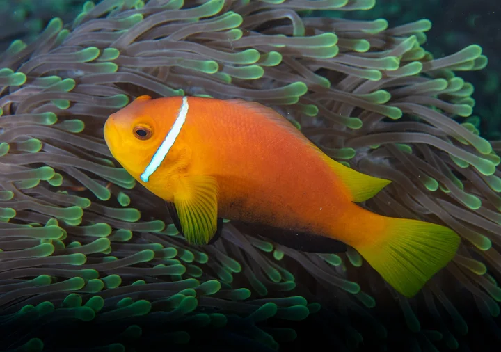 Maldives Passions in Kaafu Atoll - Ask AI | mindtrip