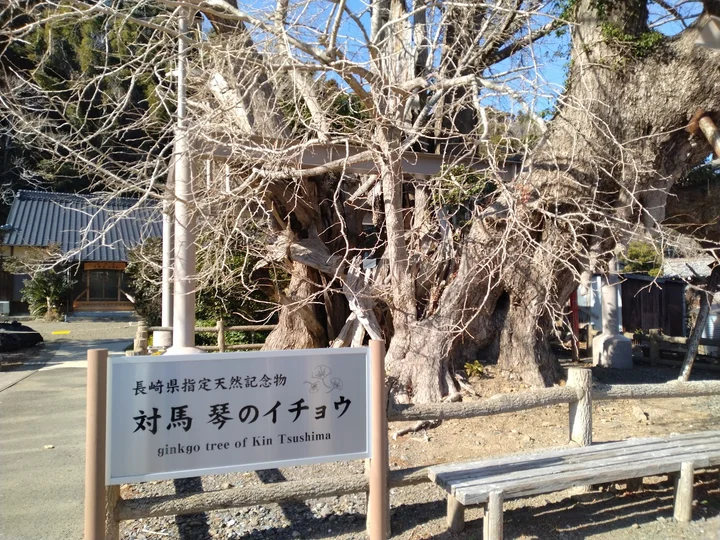 Gingko Maidenhair Tree of Kin, Tsushima