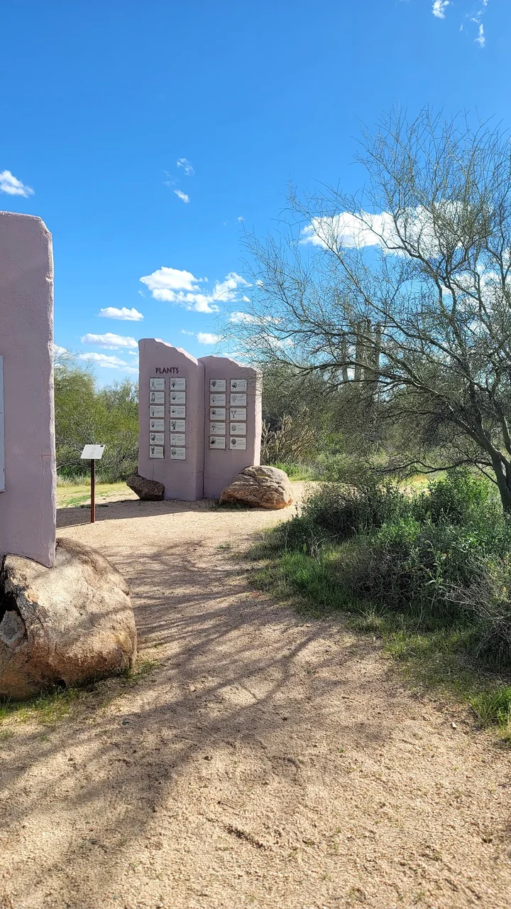 Desert Foothills Scenic Drive | What to Know Before You Go