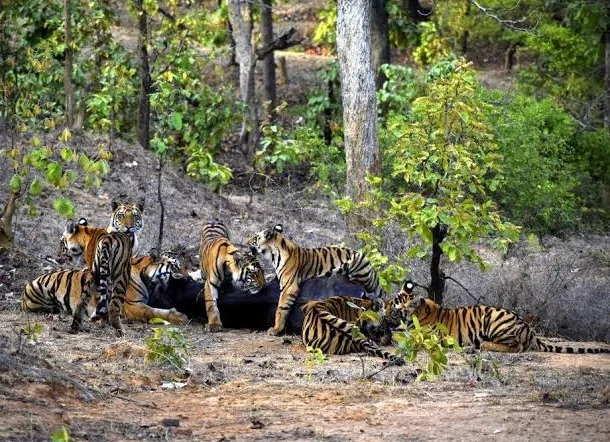 Sanjay National Park in Beohari - Ask AI | mindtrip