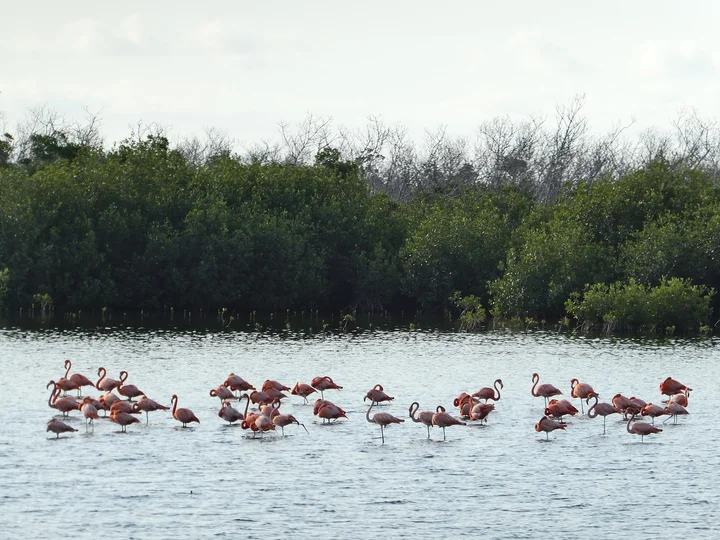 Wildlife Observation Area | What to Know Before You Go