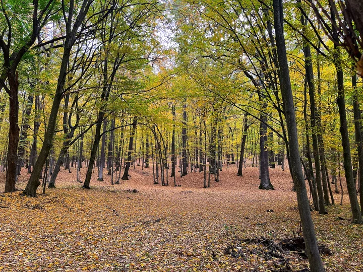 Codri in Micleuseni, Strășeni District | Ask Anything