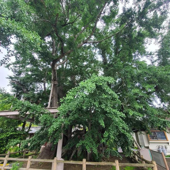 Gingko Maidenhair Tree of Kin, Tsushima