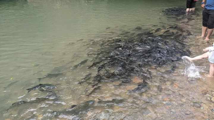 Sg. Moroli Fish Spa in Ranau, Sabah - Ask AI | mindtrip