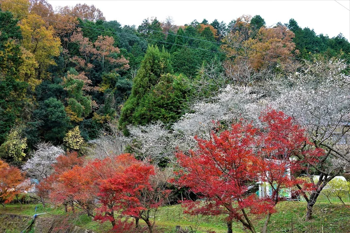 Senmi Shikizakura no Sato - Four Seasons Cherry Blossoms