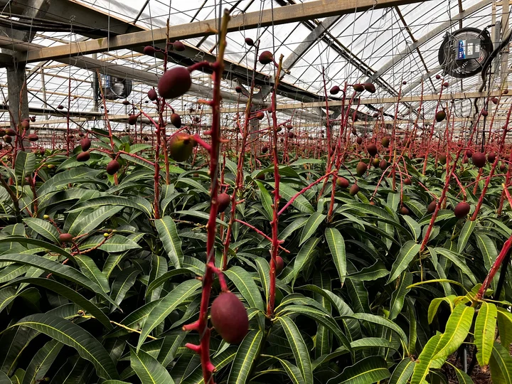 Utopia Farms Miyakojima | What to Know Before You Go