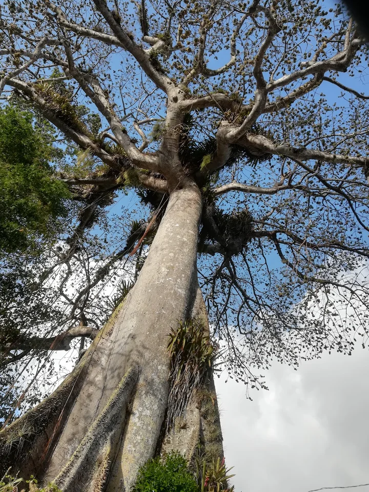 Remarkable Silk Cotton Tree | What to Know Before You Go