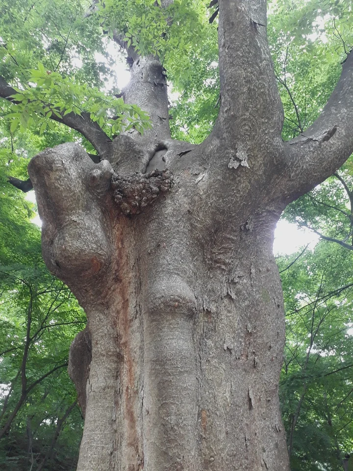 Zelkova serrata Tree in Seoul - Ask AI | mindtrip