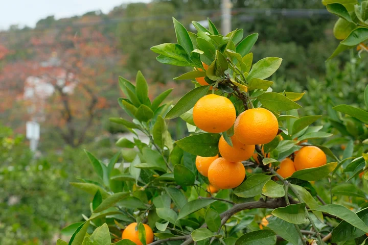 Hayashi Mikan Farm in Kainan | What to Know Before You Go