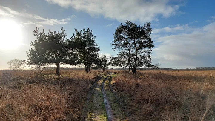Mantingerveld in Mantinge, Drenthe - Ask AI | mindtrip