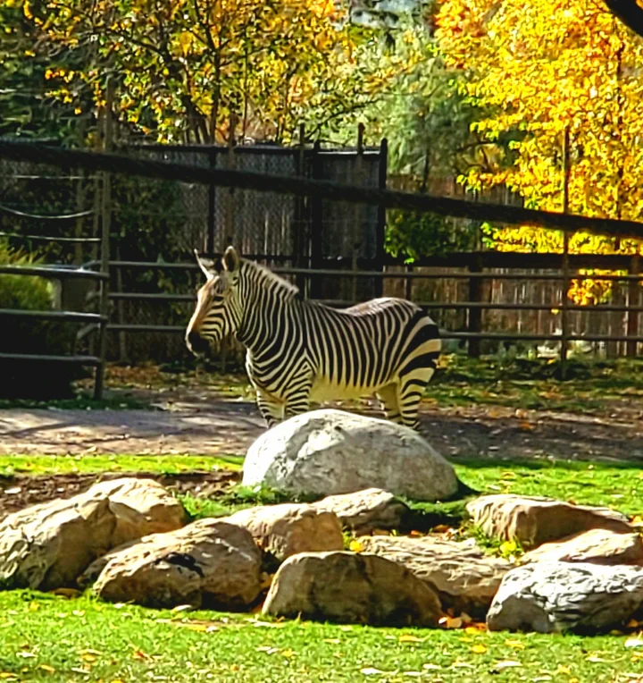 Calgary Zoo Prehistoric Park Bridge - Ask AI | mindtrip