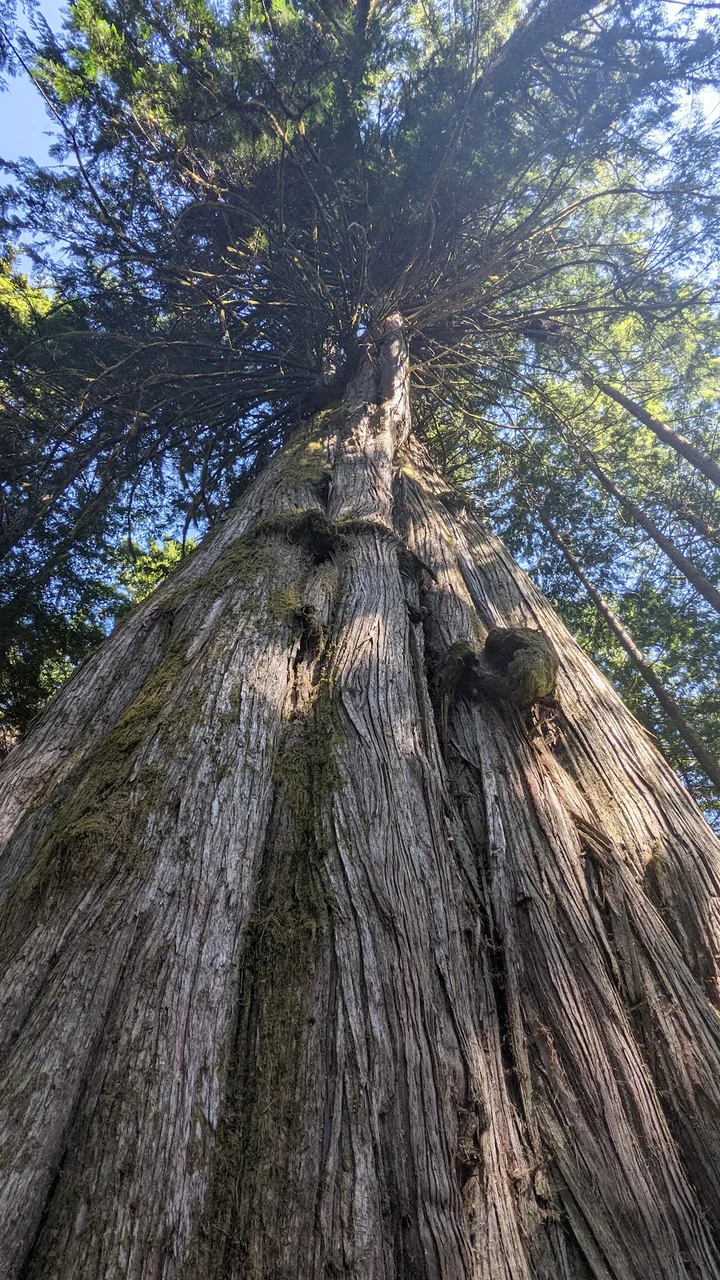 Big Cedar Tree Recreation Site | What to Know Before You Go