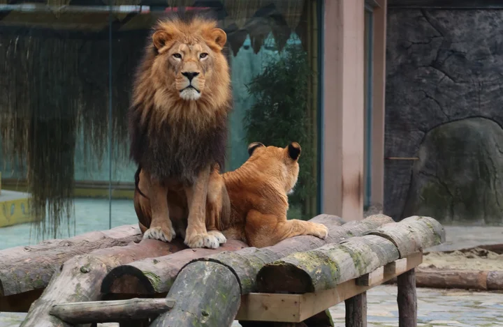 Aslan Park in Istanbul, İstanbul | Ask Anything