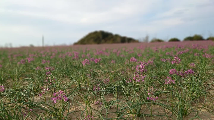 Yuyama district Scallion field. in Tottori | Ask Anything