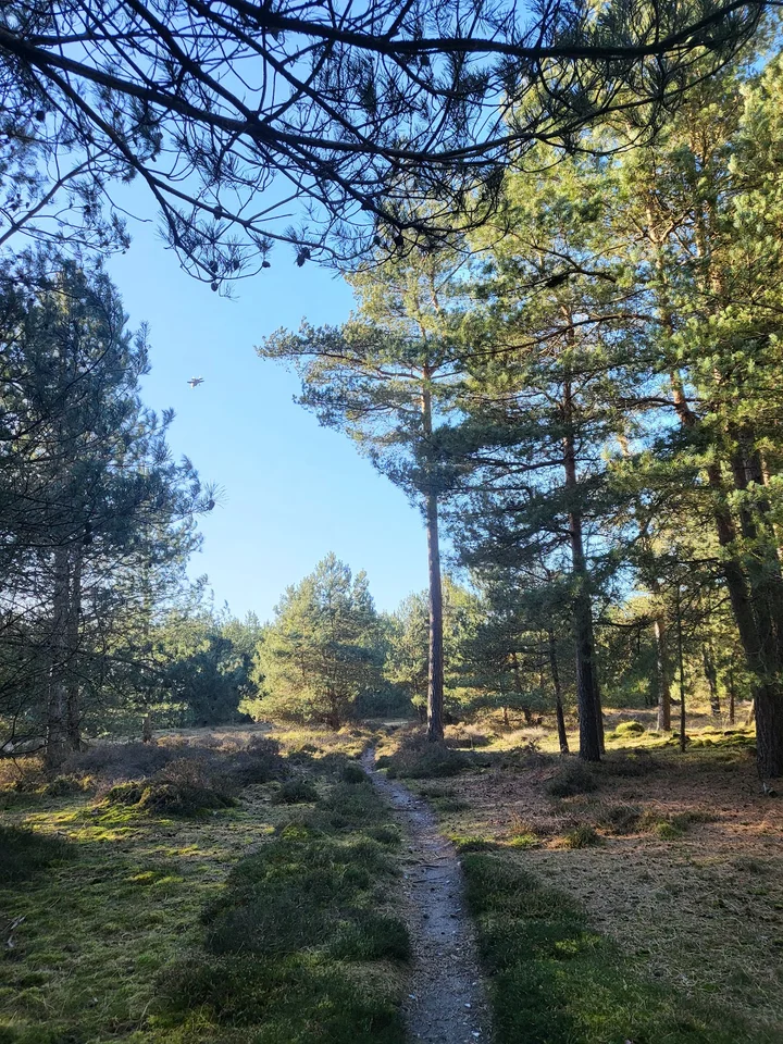 Brandon Country Park in Brandon, England - Ask AI | mindtrip