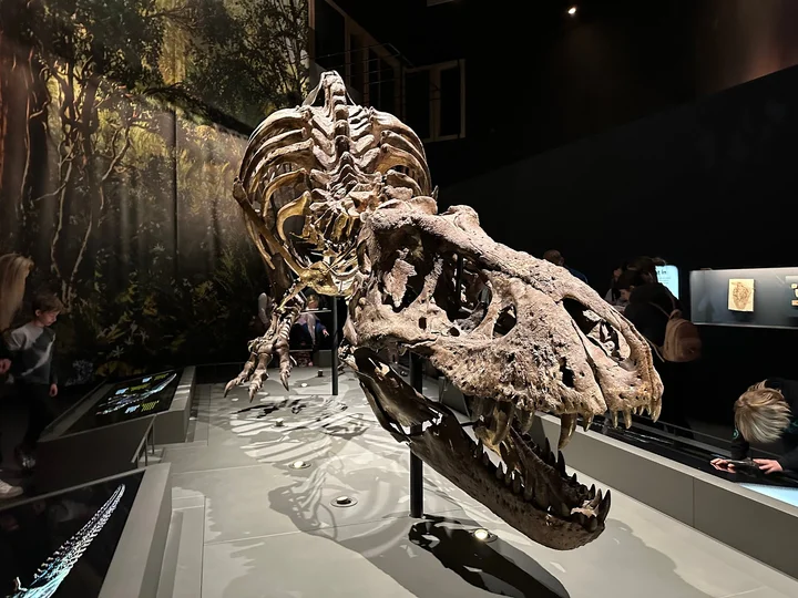 Naturalis Biodiversity Center | What to Know Before You Go