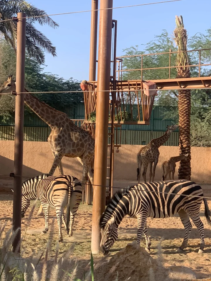 Tiger zone - Riyadh Zoo in Riyadh | Ask Anything