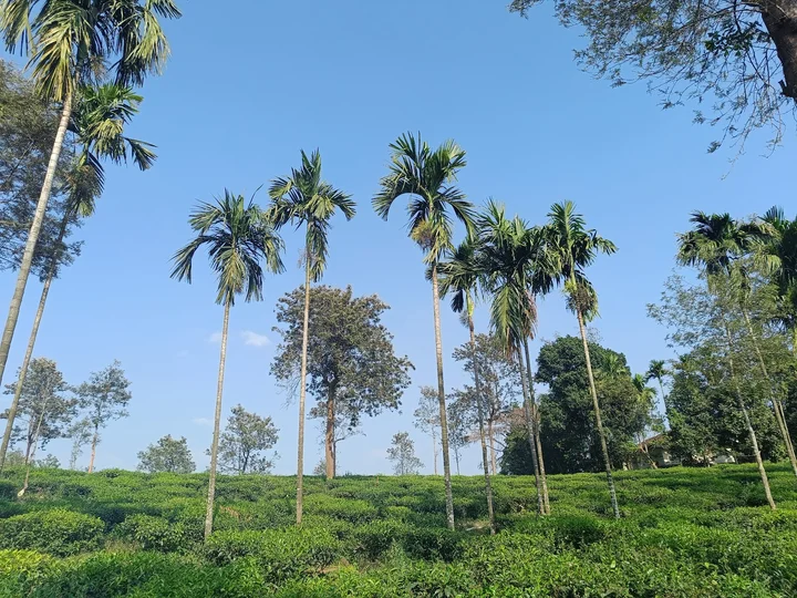 HML TEA PLANTATION in Chundale, Kerala - Ask AI | mindtrip