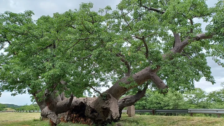 Harry's Tree in Musina, Limpopo | Ask Anything