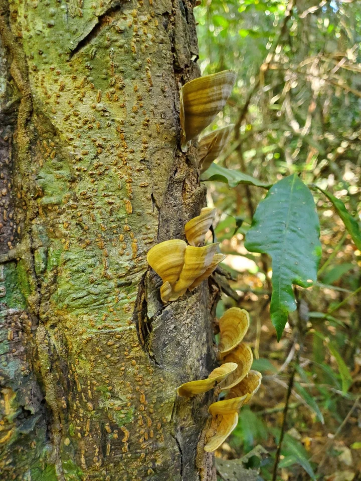 Dong Natad National Protected Forest 