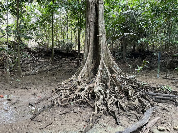 The Dales Tree In Santa Island | Ask Anything