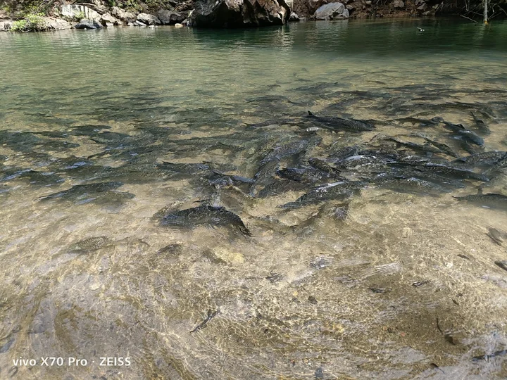 Sg. Moroli Fish Spa in Ranau, Sabah - Ask AI | mindtrip