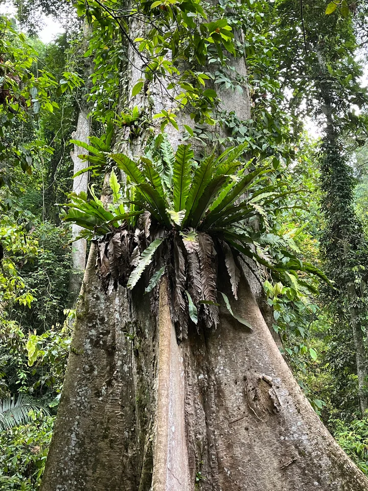 Big Tree in Bukit Mertajam, Penang | Ask Anything