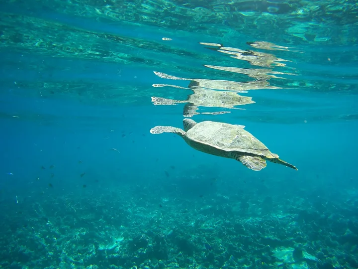 Turtle point in Vaavu Atoll - Ask AI | mindtrip