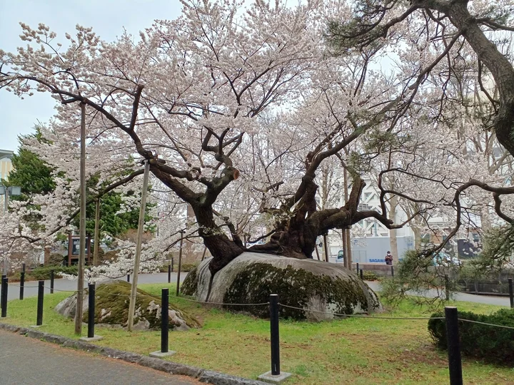 Ishiwarizakura (The Rock-Splitting Cherry Tree)