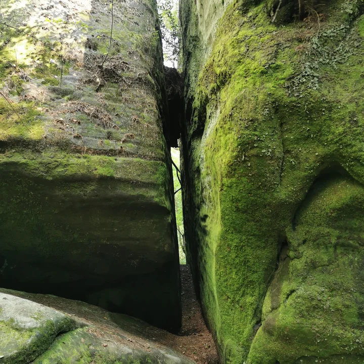 Eridge Rocks Nature Reserve - Sussex Wildlife Trust