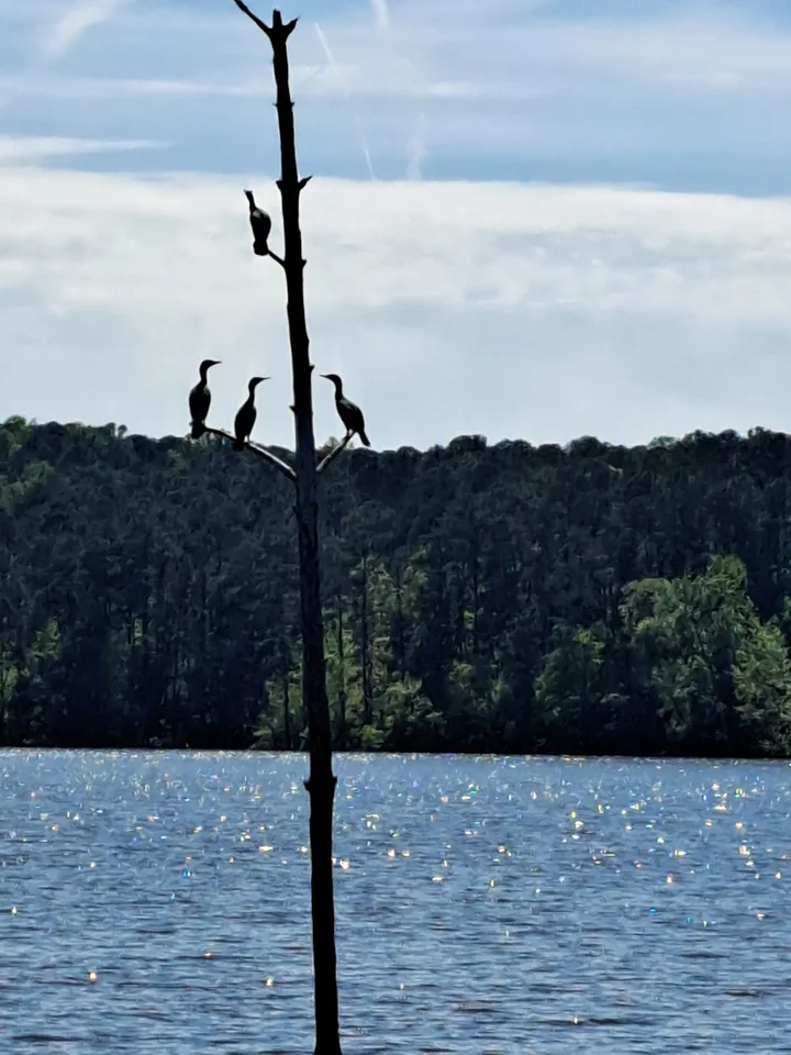 Poe's Ridge Boat Ramp in Moncure - Ask AI | mindtrip