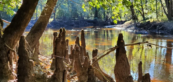 Northeast Cape Fear River | What to Know Before You Go