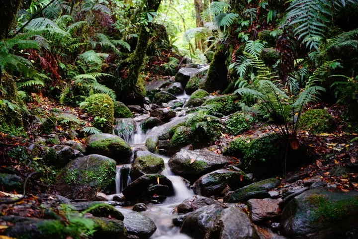 Terrace Walk in Franz Josef, West Coast - Ask AI | mindtrip