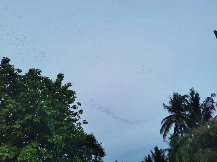 Bat Sighting Point | What to Know Before You Go