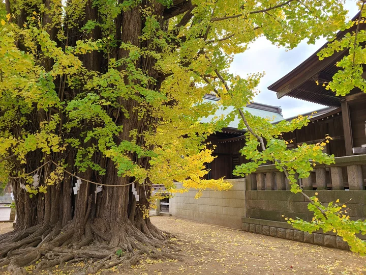 Sacred Gingko Tree in Ichikawa | Ask Anything