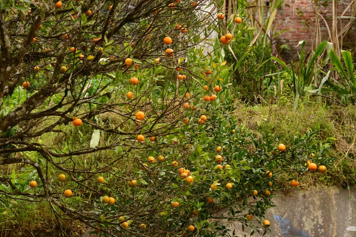 Rimbi Orange Garden in Darap | What to Know Before You Go